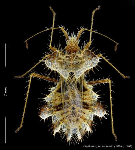 Réf. 194 319 : Phyllomorpha laciniata